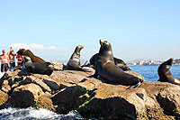 Sea Lion Colony Mazatlan Mexico