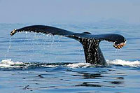 Whale Sighting in Mazatlan Mexico