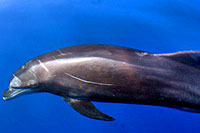 Search for Wild Dolphins in Mazatlan