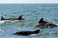 Wild Dolphins Tour in Mazatlan