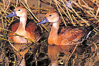 Birding Mazatlan