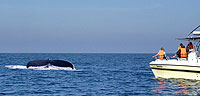 Private Whale Watching Mazatlan Tours