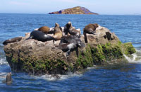 Sea Lion Rock - Mazatlan, Mexico