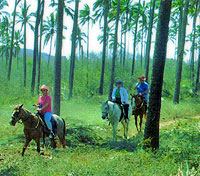 Ginger's Bilingual Horses