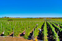 Mazatlan Escamillas Farming Tour