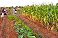 Biointensive Agriculture Mazatlan