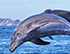 Wild Dolphin Swim