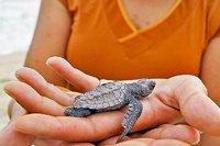 Mazatlan Sea Turtles