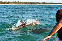 Mazatlan Snorkeling Tour