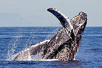 Mazatlan Whale Watching