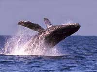 Mazatlan Whale Watching