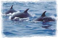 Mazatlan Wild Dolphins