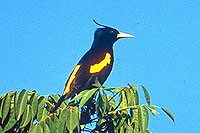 Birding Mazatlan