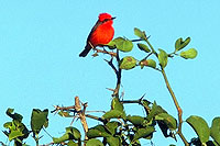 Mazatlan Birding