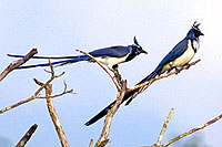 Mazatlan Birdwatching