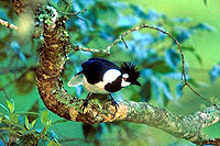 Tufted Jay Mazatlan Birdwatching