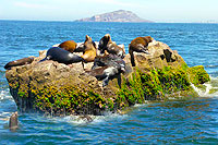 Mazatlan Sea Lion Colony