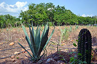 Tequila Mazatlan
