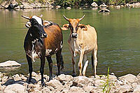 Mazatlan River Ride Excursion