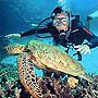 Mazatlan Scuba Diving