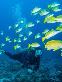 Mazatlan Scuba Diving