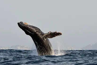 Mazatlan Whale Watching