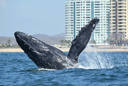 Whale Watching Tour in Mazatlan