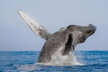 Mazatlan Whale Watching