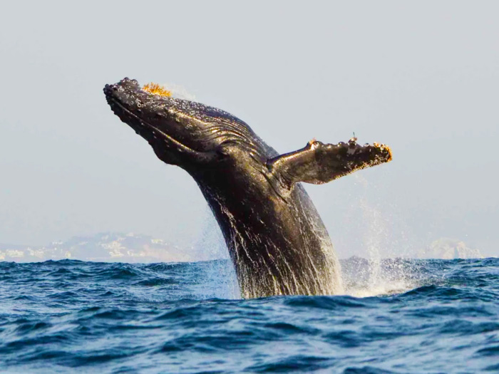 Mazatlan Whale Watching