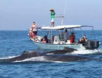 Luxury Whale Watching
