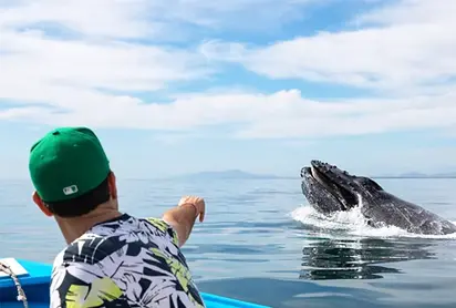 Mazatlan Whale Watching