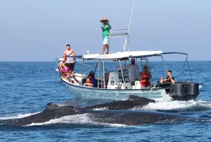 Mazatlan Whale Watching